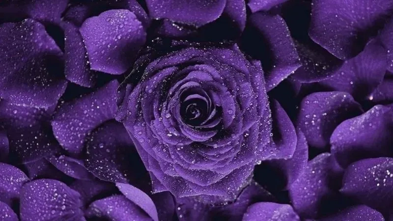 Ảnh nền màu hồng tím tạo không gian sống động và nghệ thuật