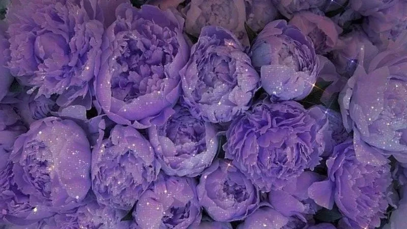 Nền tím chụp ảnh tạo cảm giác gần gũi và thân thuộc