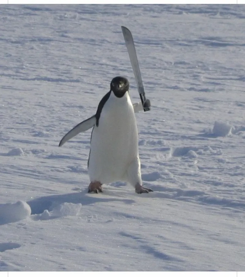 5 chim cánh cụt mang lại sự dễ thương cho người xem