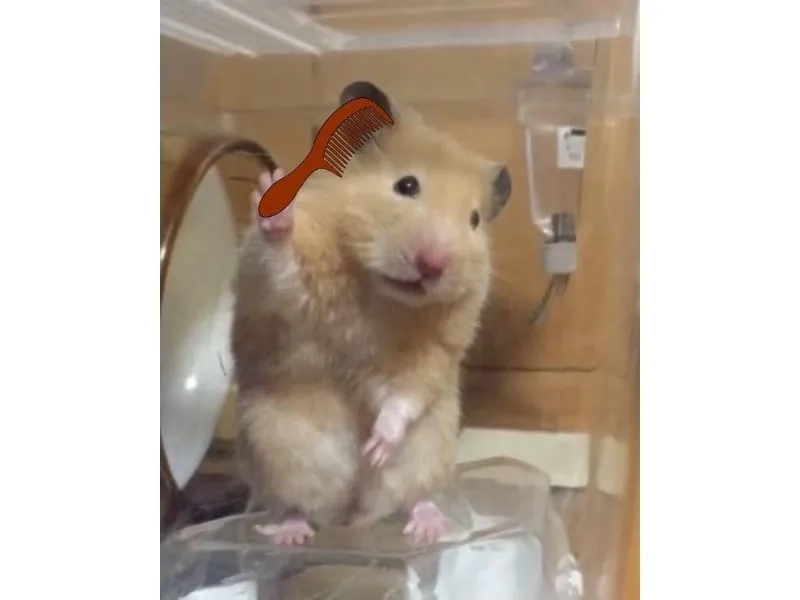 Hamster ăn chuối meme thể hiện sự hài hước trong những tình huống bất ngờ