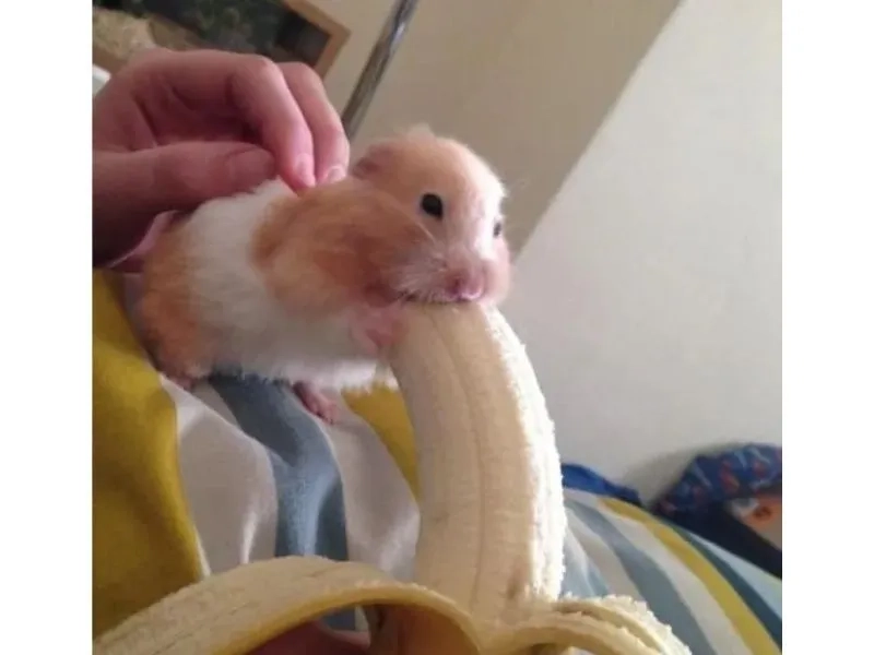 Hình ảnh chuột hamster meme khiến mọi người không thể nhịn cười