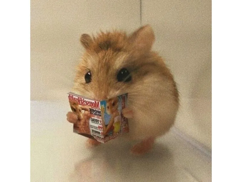 Meme ảnh chuột hamster bựa mang lại tiếng cười cho những ai yêu thích hài hước