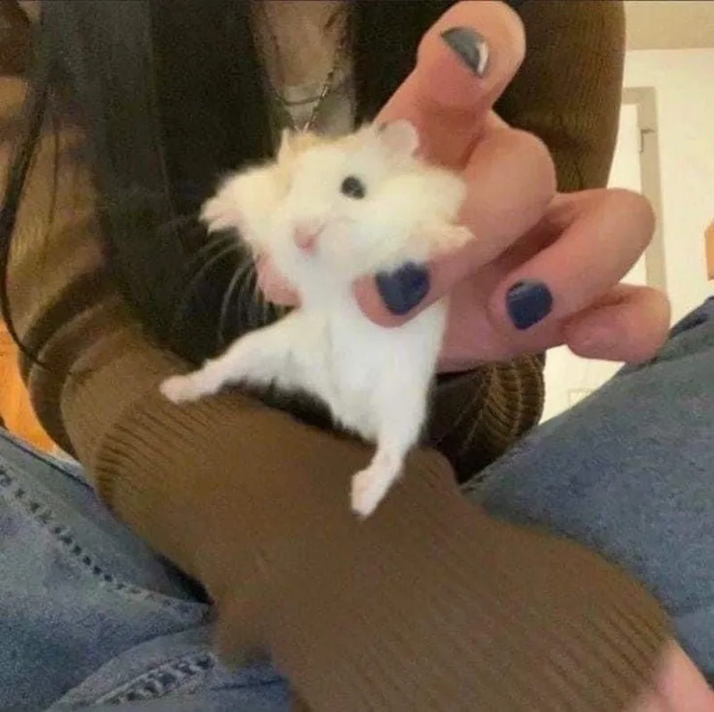Meme chuột hamster mang lại tiếng cười cho người xem
