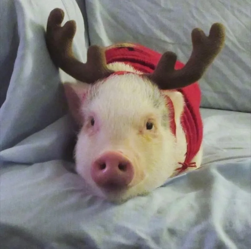 Heo meme khiến bạn không thể không cảm thấy thích thú