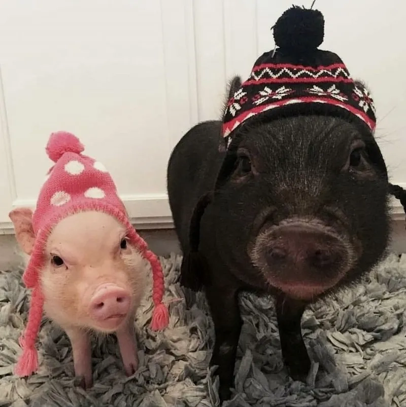 Ảnh meme con heo khiến bạn không thể không yêu thích