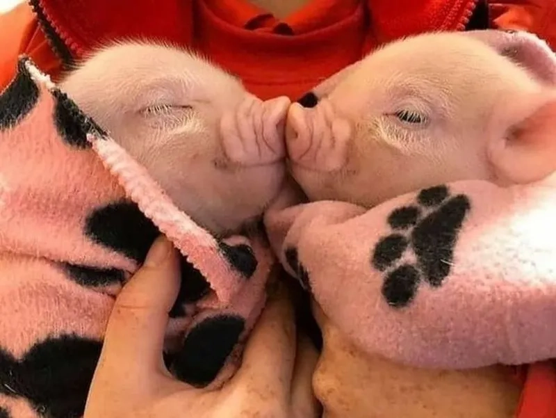 Ảnh con heo meme khiến mọi người không thể nhịn cười