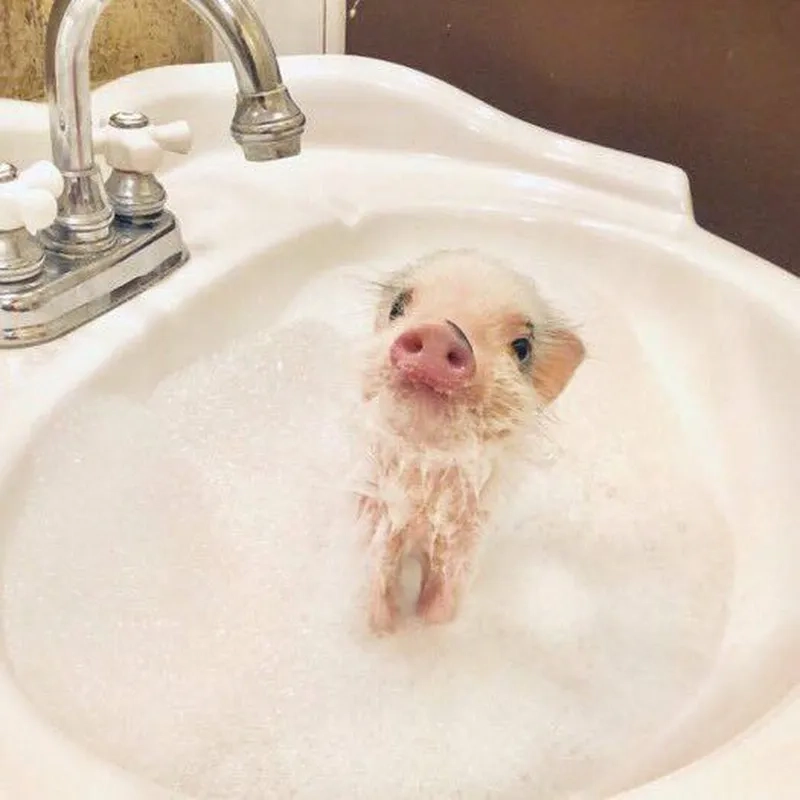 Ảnh meme lợn mang lại sự dễ thương cho người xem