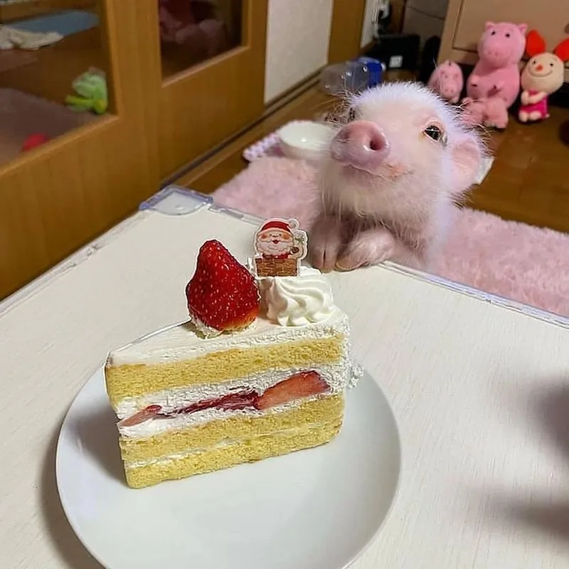 Meme ngủ như heo khiến bạn không thể không cảm thấy thích thú