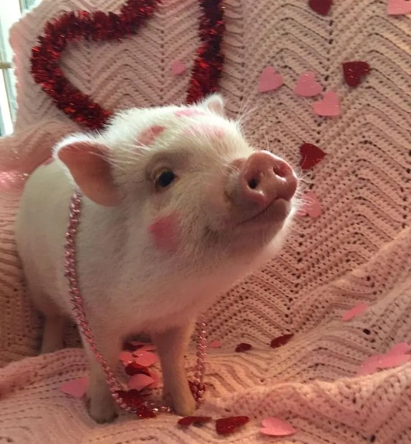 Meme heo ngủ mang lại tiếng cười cho những ai yêu thích hài hước