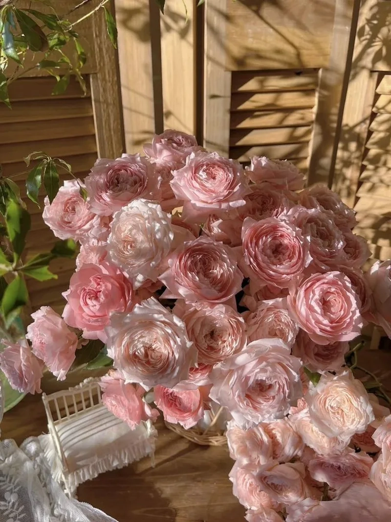 Tuyển tập hình ảnh hoa hồng đầy lãng mạn