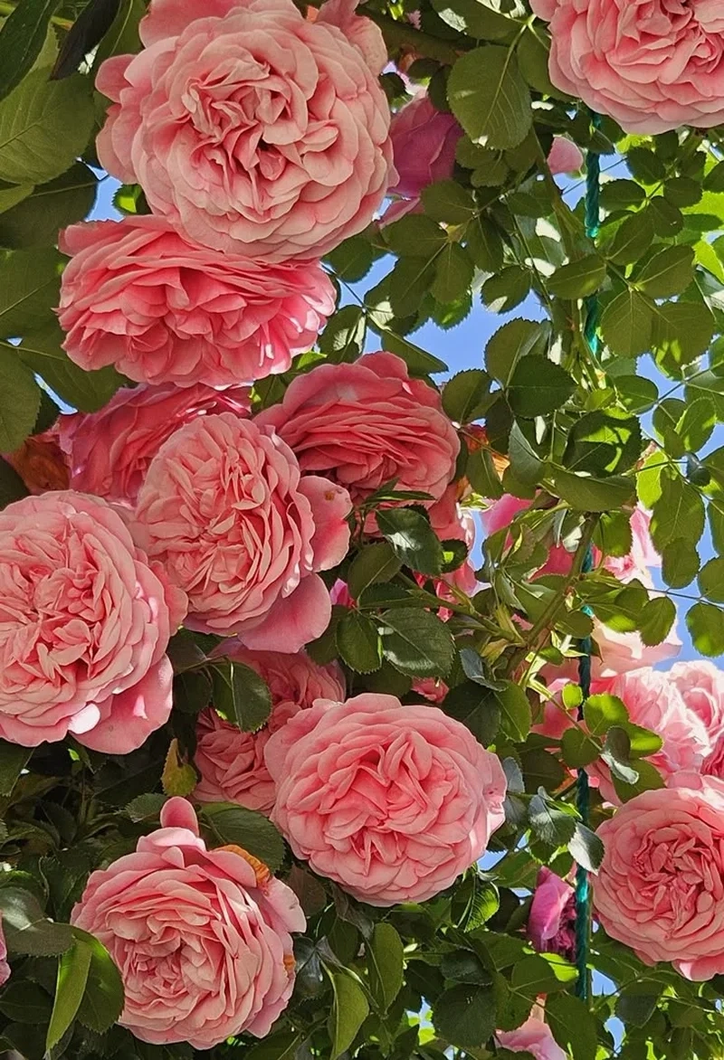 Ngắm ảnh hoa hồng đẹp với sắc màu quyến rũ