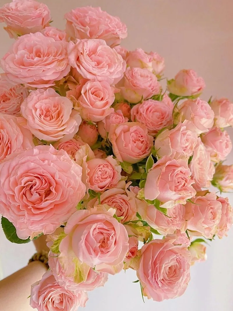 Những hình ảnh hoa hồng đẹp lãng mạn khiến ai cũng xiêu lòng