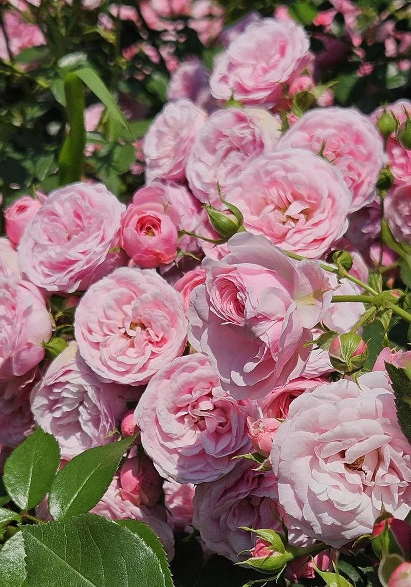 Bộ sưu tập ảnh hoa hồng đẹp tự nhiên đầy cuốn hút