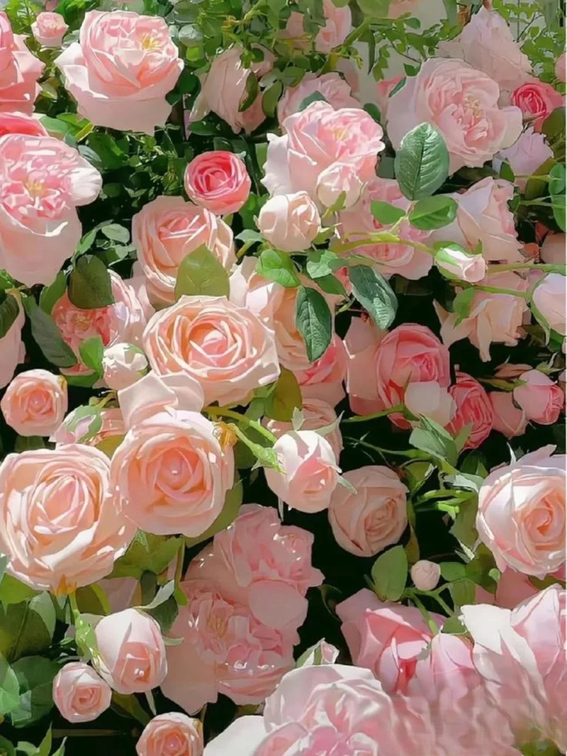 Chiêm ngưỡng hình ảnh hoa hồng đẹp nhất với màu sắc tươi tắn