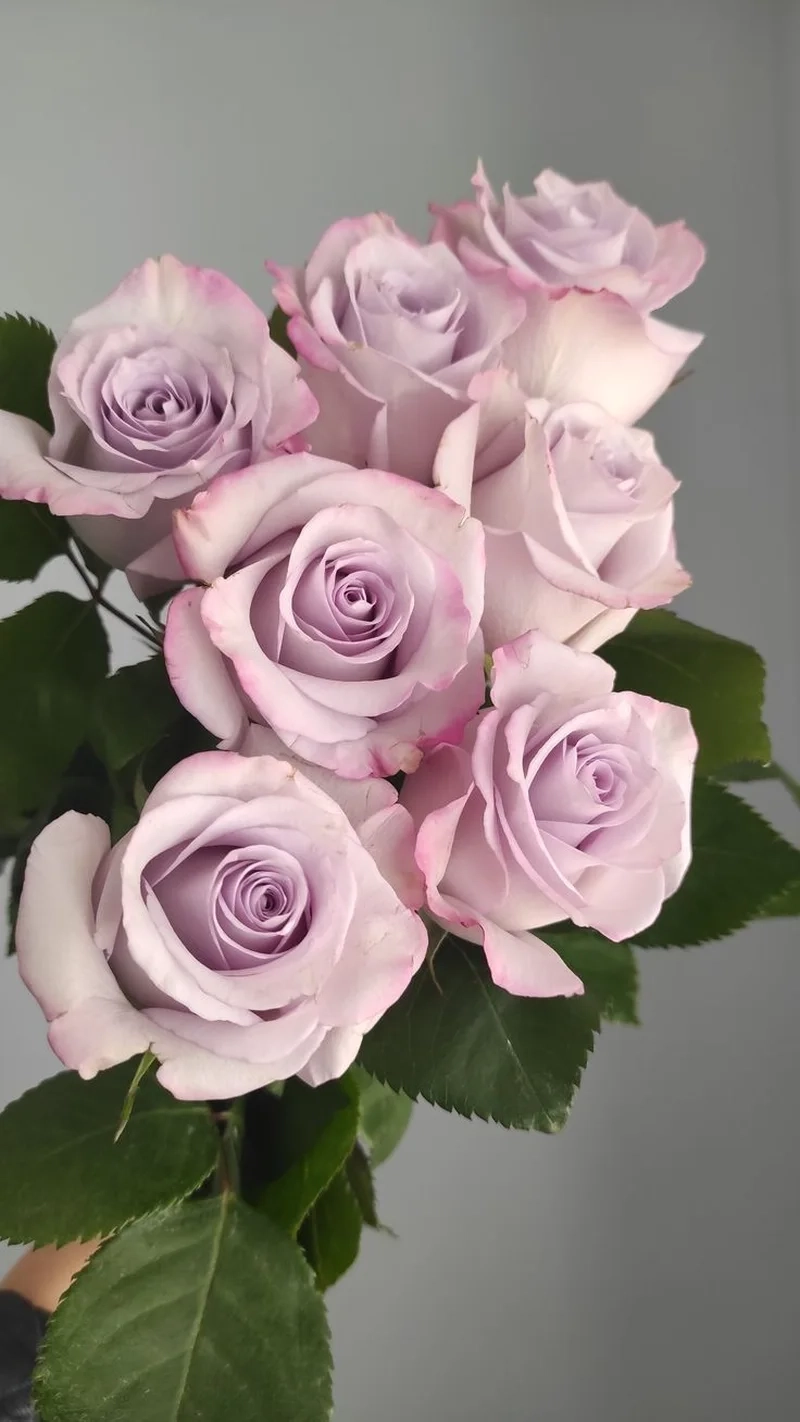 Cập nhật ngay ảnh hoa hồng hình nền chất lượng cao