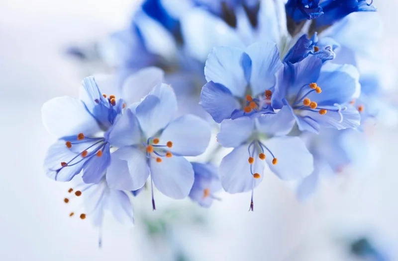 Hình ảnh màu xanh dương nhạt mang đến sự dịu dàng và thanh thoát