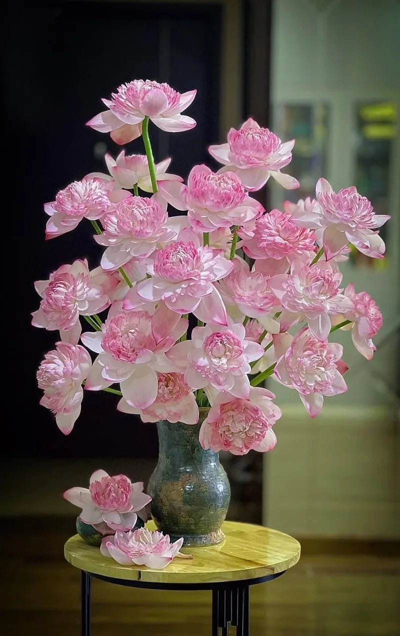 Cập nhật ảnh avatar hoa sen cực phẩm dành cho bạn