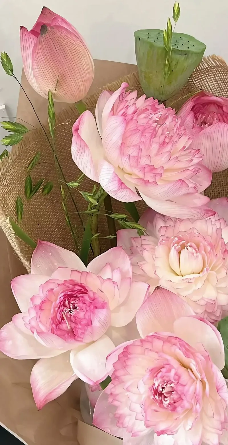 Những hình ảnh hoa sen đẹp giúp tâm hồn thư thái