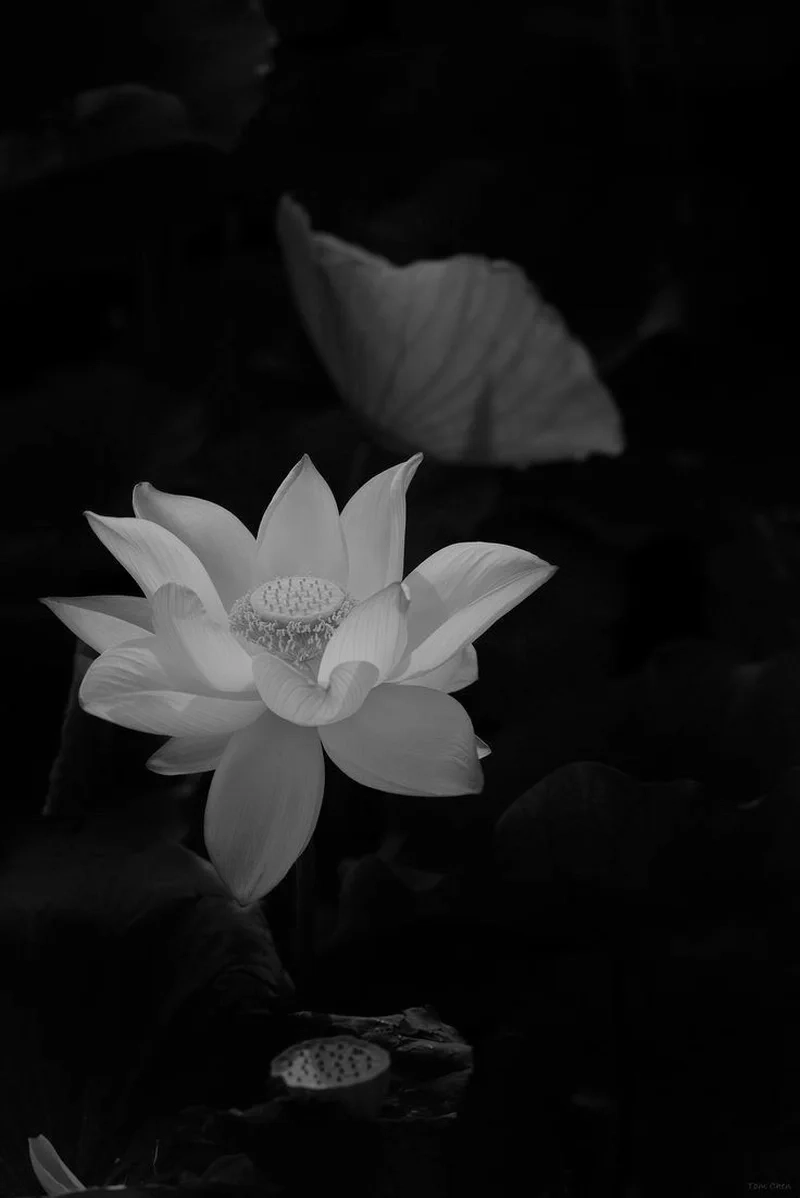 Ngắm nhìn ảnh hoa sen trắng thanh thoát nhất