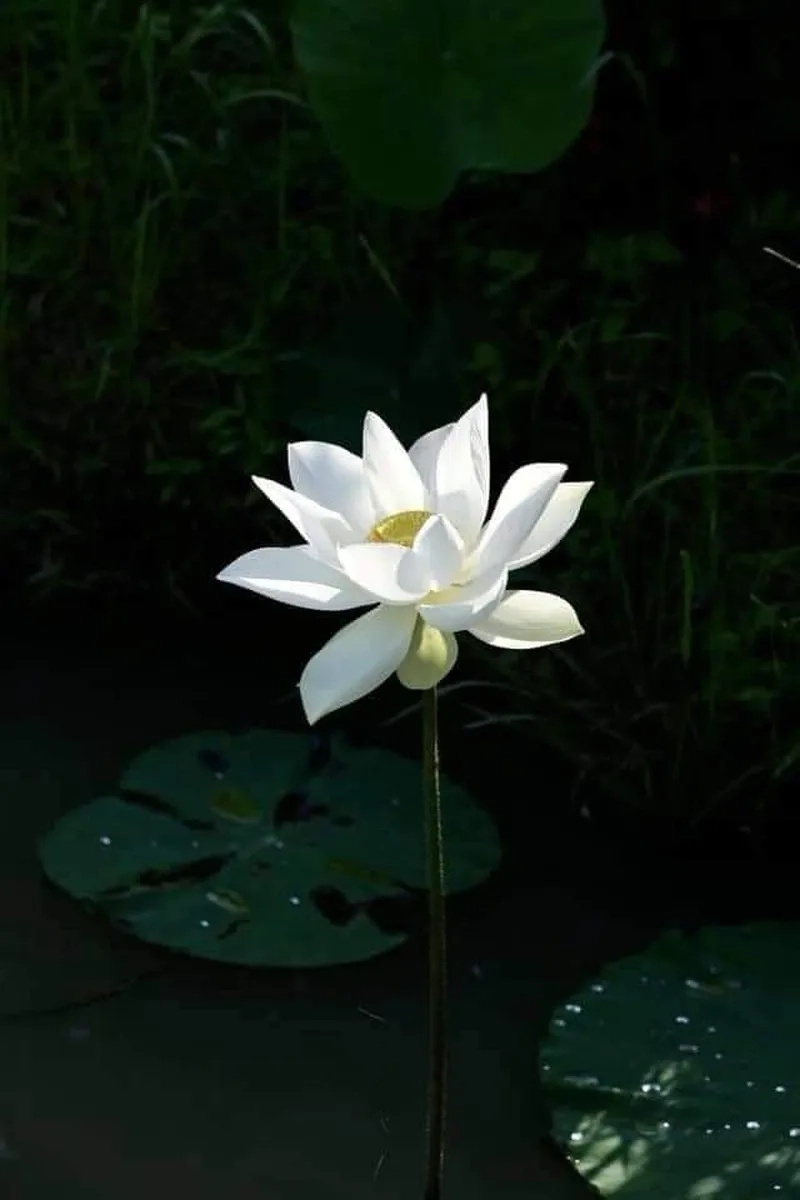 Những hình ảnh hoa sen trắng tinh khiết và sang trọng