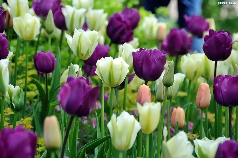 Tuyển tập ảnh hoa tulip đẹp rực rỡ và tươi tắn nhất