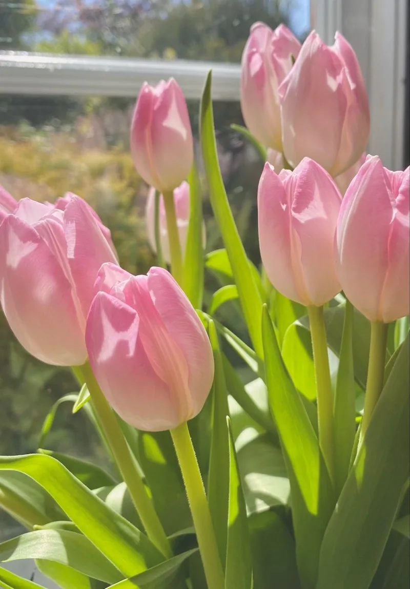 Những hình ảnh hoa tulip chill mang lại cảm giác thư thái