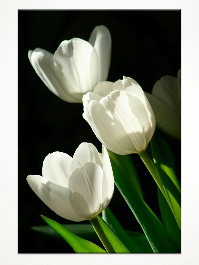 Bộ sưu tập ảnh hoa tulip hình nền lung linh nhất