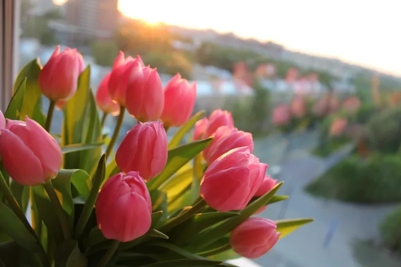 Tổng hợp hình ảnh hoa tulip đẹp dành cho tín đồ yêu hoa