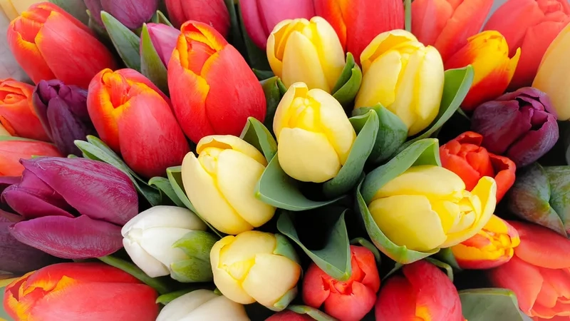 Những ảnh hoa tulip đẹp nhất mang sắc màu quyến rũ