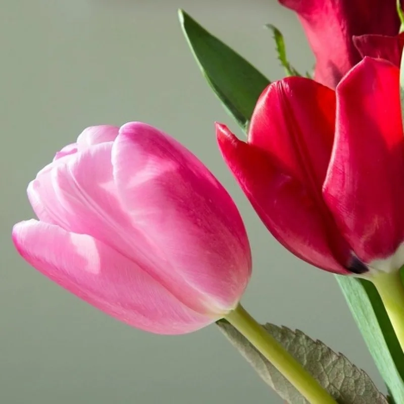 Bộ sưu tập ảnh hoa tulip cute siêu dễ thương