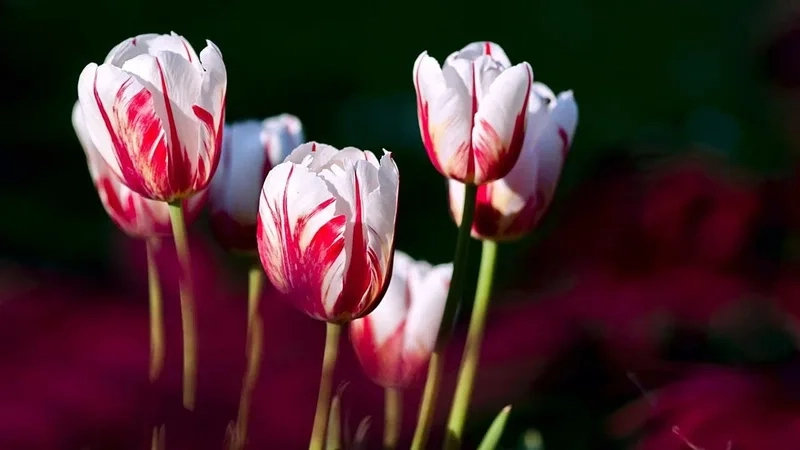 Nhanh tay tải ảnh hoa tulip đẹp nhất với chất lượng cao