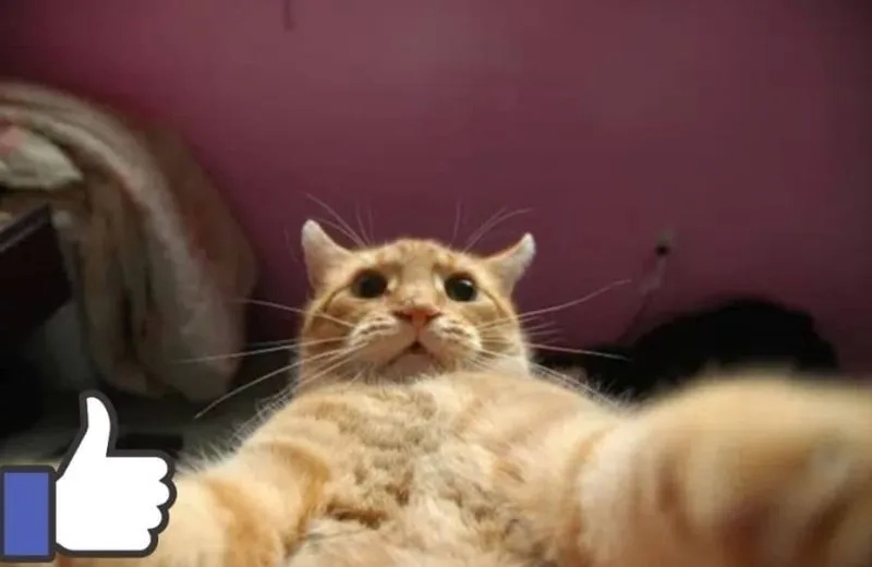 Nút like meme thể hiện sự bực bội một cách hài hước