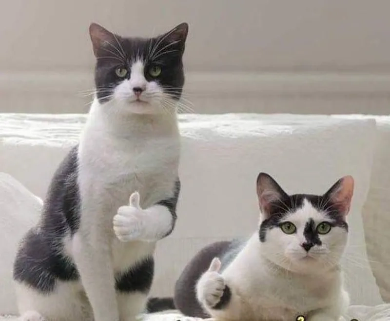 Meme like cc khiến bạn không thể không cảm thấy thích thú