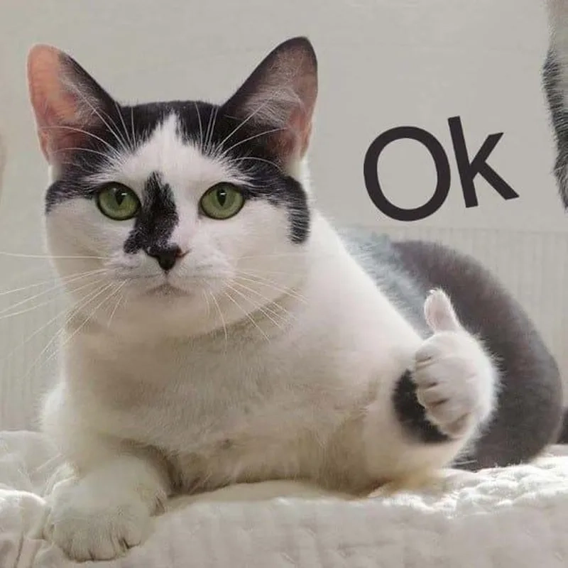 Meme chó like khiến bạn không thể không yêu thích sự đáng yêu