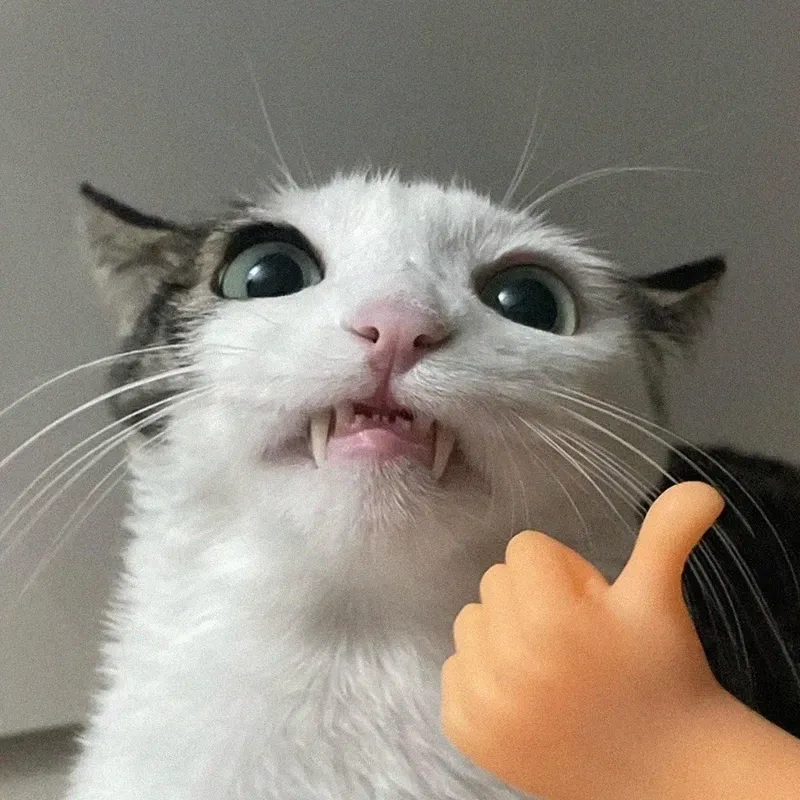 Like cat meme mang lại tiếng cười cho những ai yêu mèo