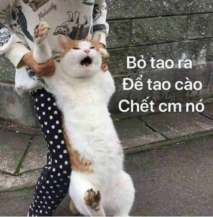 Chửi nhau meme thể hiện những cuộc tranh cãi hài hước và thú vị