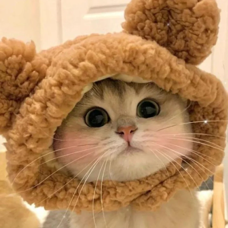 Avt avatar ảnh mèo cute mang lại sự tươi mới cho trang cá nhân