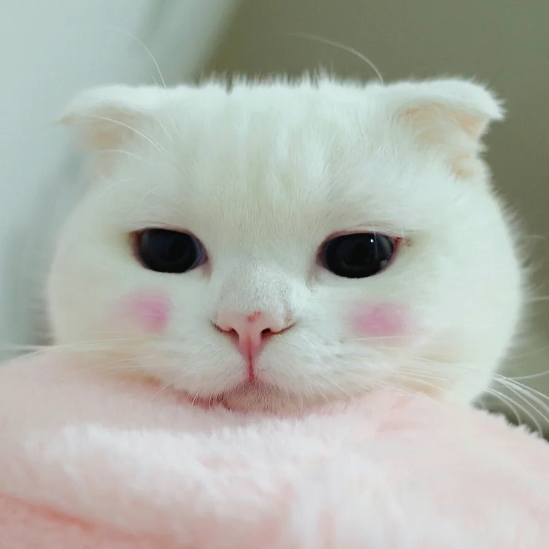 Đáng yêu avatar ảnh mèo cute cho những ai yêu thích sự ngọt ngào