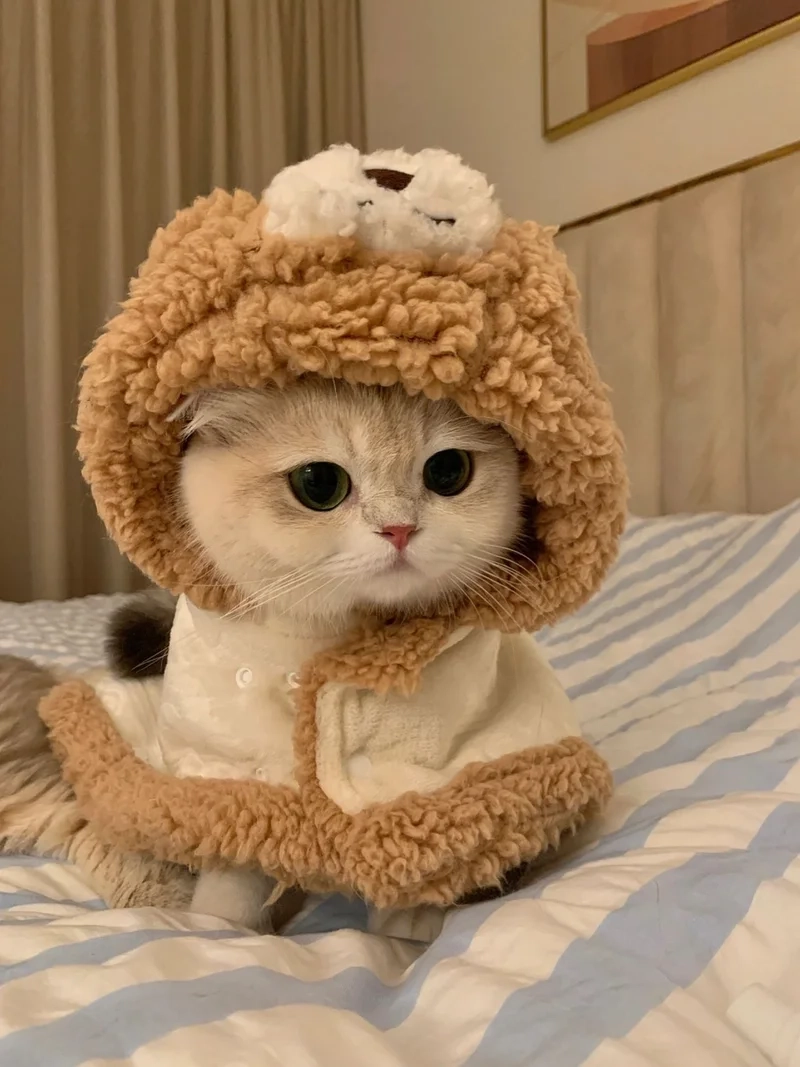 Mèo avatar cute thể hiện sự dễ thương và gần gũi