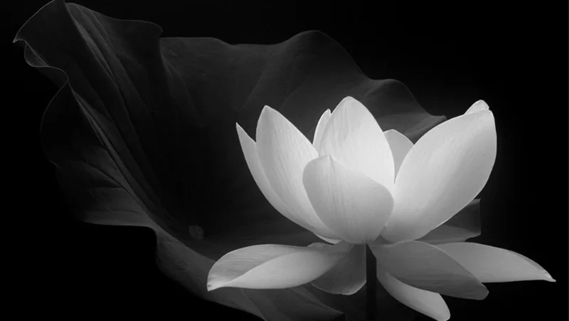 Avatar đen chia buồn hoa sen trắng đám tang mang lại sự trang nghiêm