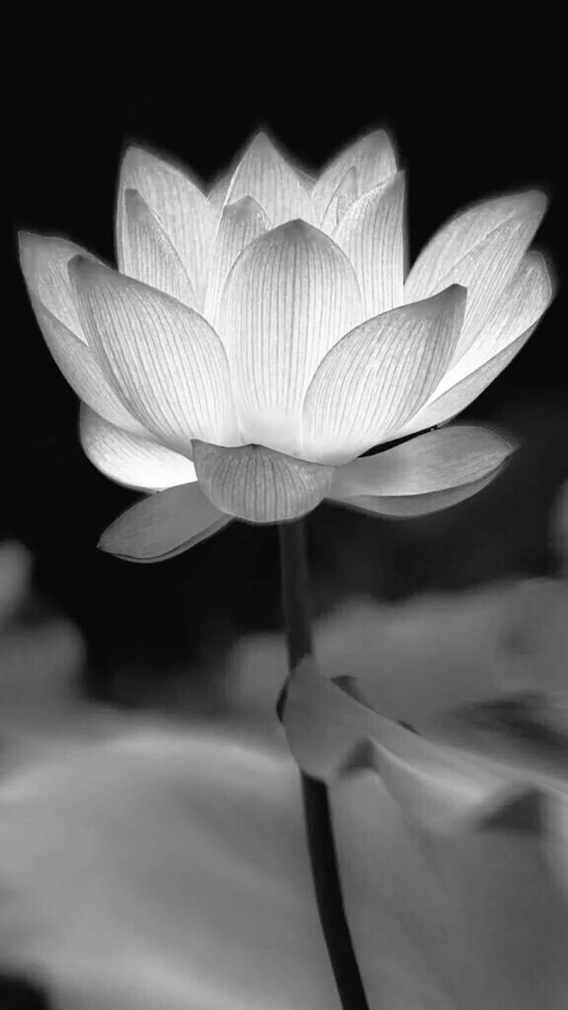 Avatar hoa sen đám tang thể hiện nỗi buồn và sự tiếc thương