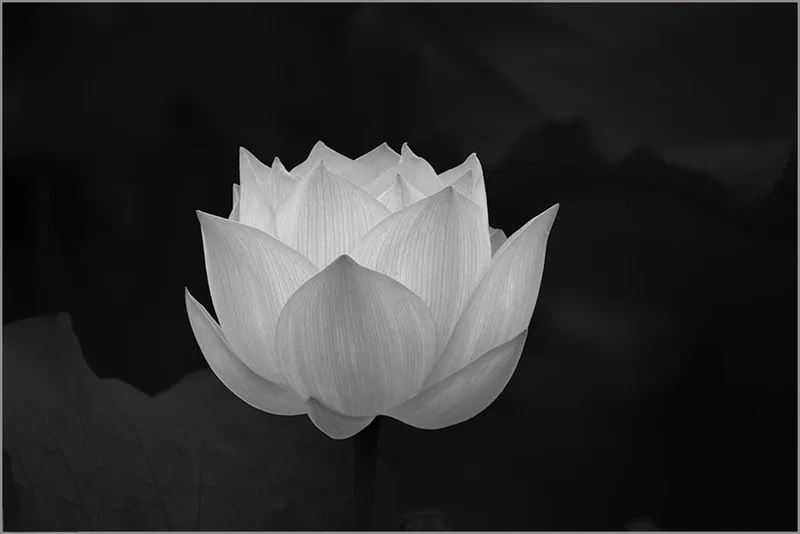 Avatar hoa sen tang mang ý nghĩa sâu sắc trong những lúc khó khăn