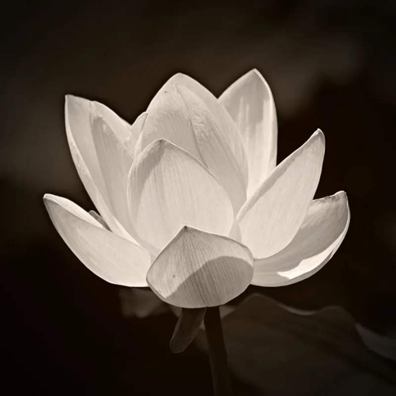 Avatar hoa sen trắng đám tang thể hiện sự thanh tao và trang trọng