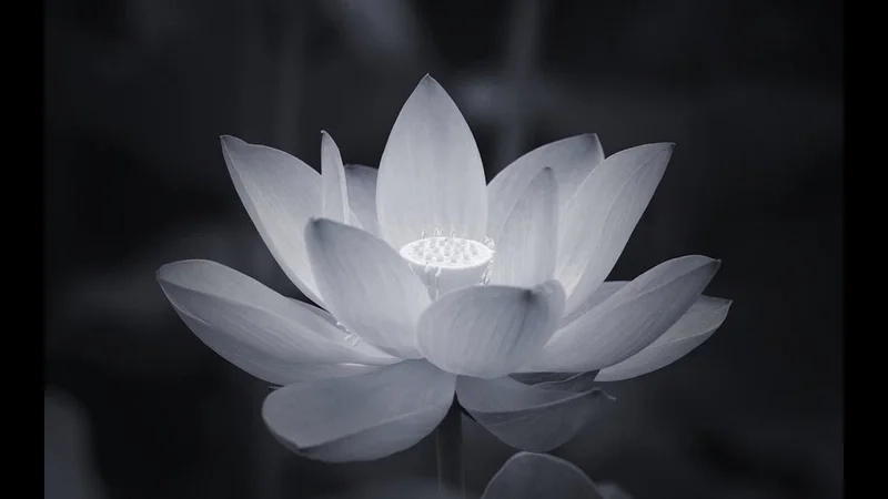 Avatar hoa sen đen trắng mang đến vẻ đẹp huyền bí và sâu lắng