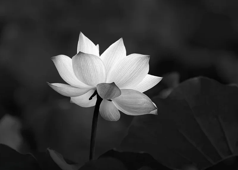 Avatar chia buồn hoa sen trắng đám tang thể hiện sự tôn trọng