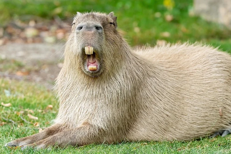 I love capybara thể hiện tình yêu dành cho loài động vật này