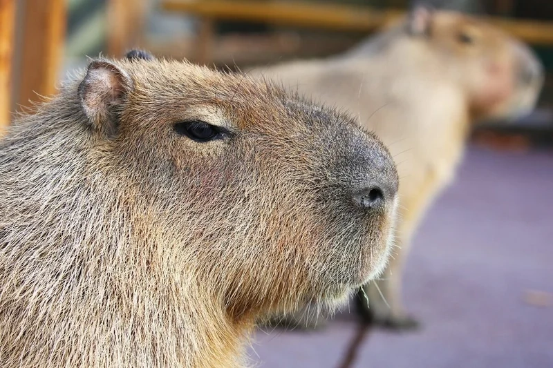Tạo avatar capybara dễ thương để thể hiện cá tính riêng