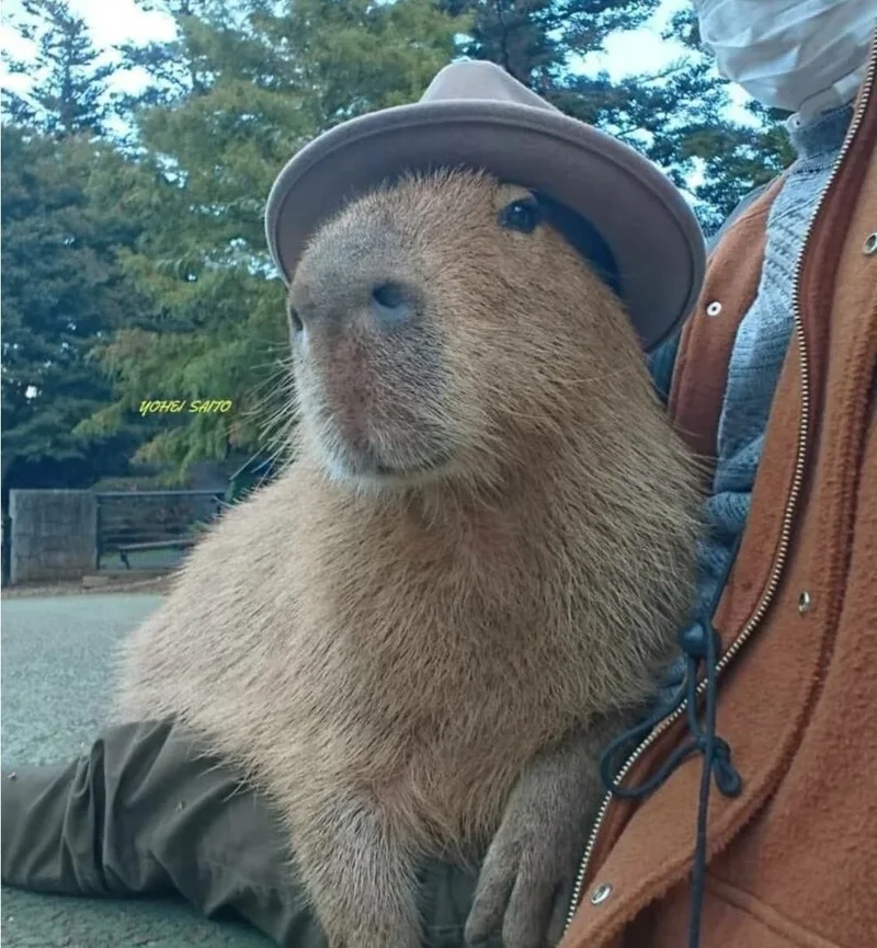 Avatar ảnh capybara cute vô tri mang lại sự vui nhộn cho trang cá nhân