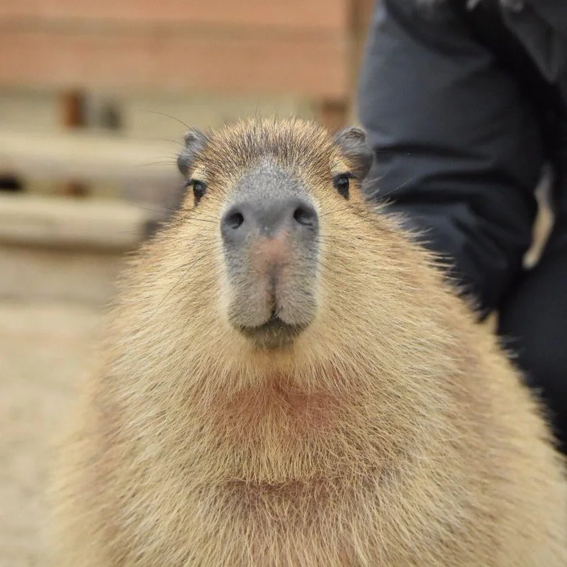 Avatar capybara cute vô tri thể hiện sự dễ thương và ngộ nghĩnh