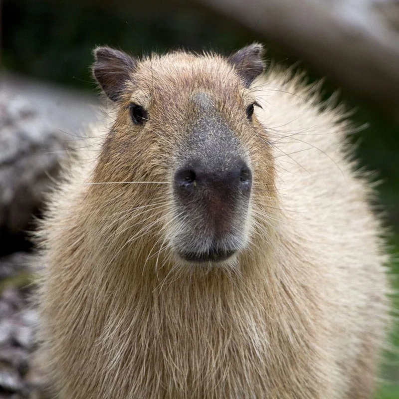 Avatar hình nền capybara vô tri mang lại sự vui vẻ cho người xem
